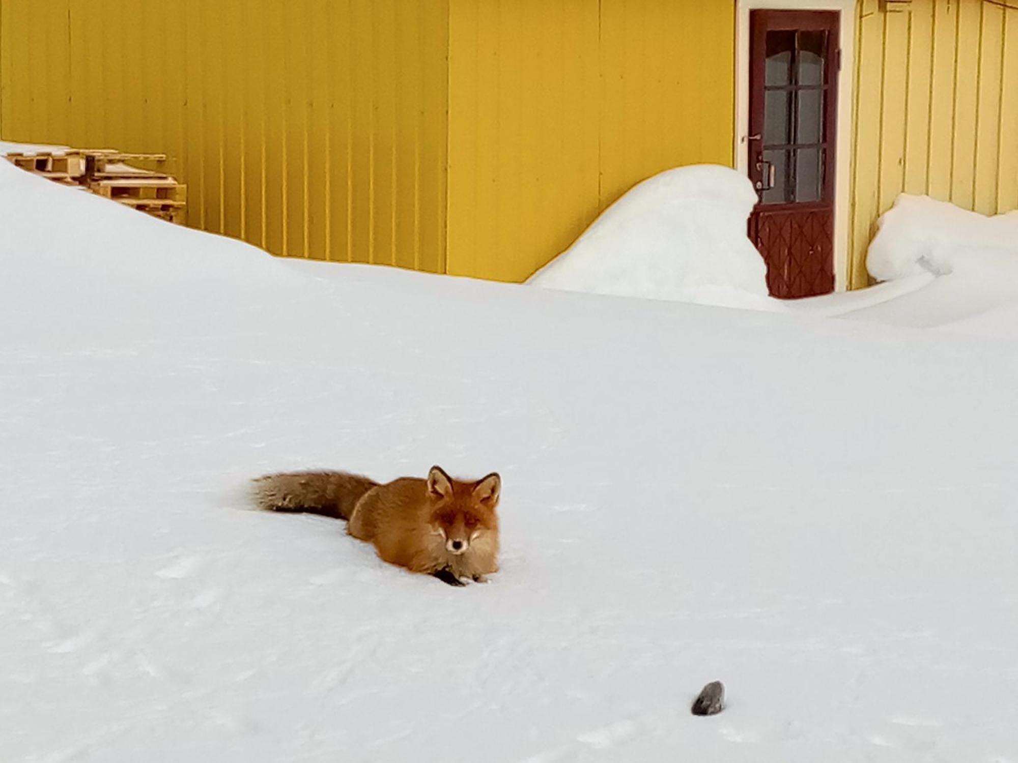 Kongsfjord Holiday Home Екстер'єр фото